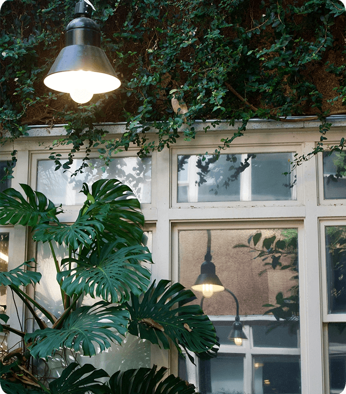 A plant and light in front of a window.